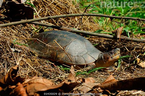Philippine Pond Turtle (Siebenrockiella leytensis) · iNaturalist.